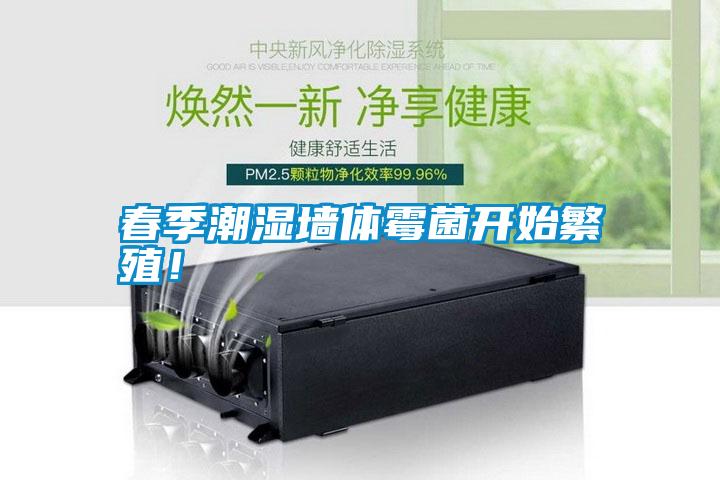 春季潮濕墻體霉菌開始繁殖！